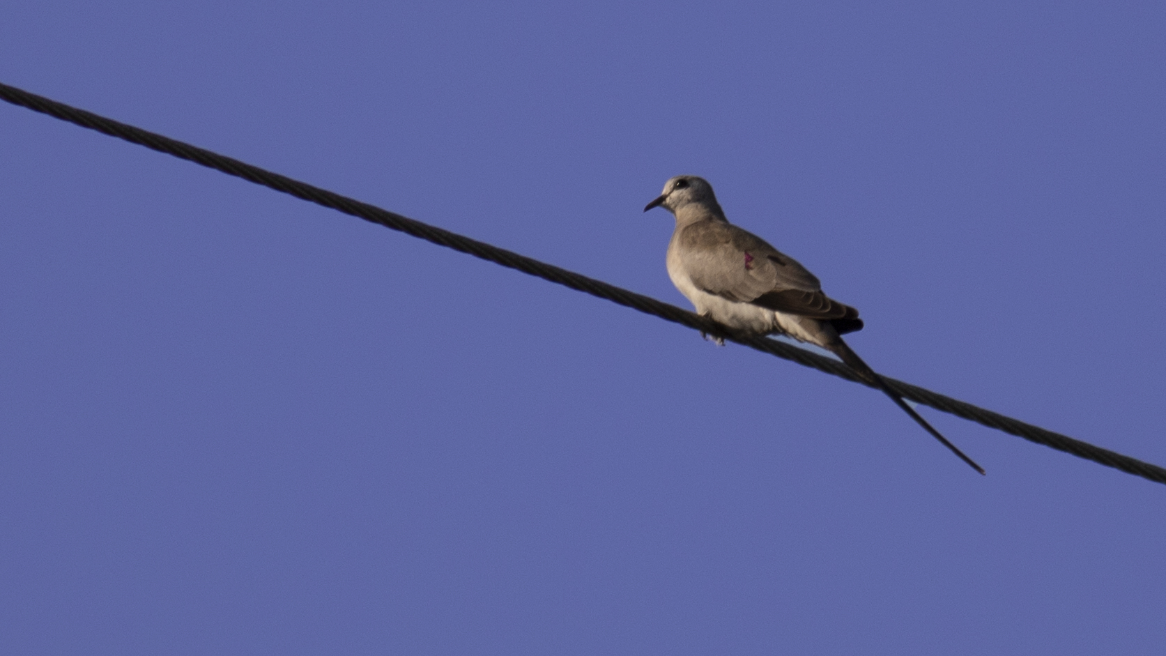 Namaqua Dove
